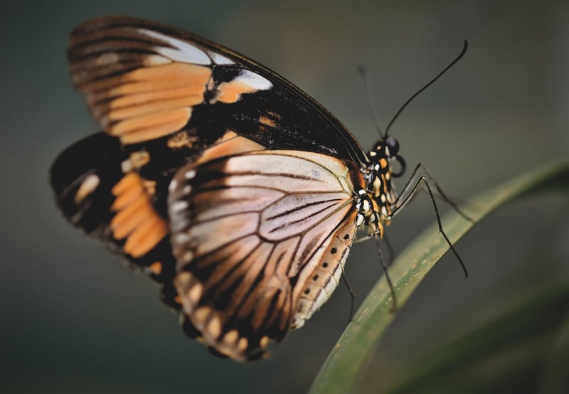 Butterfly Effect Adventures